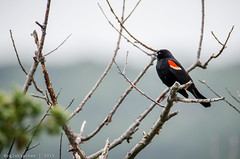 Birds of Sandy Hook - Red-Winged Blackbird | 2015