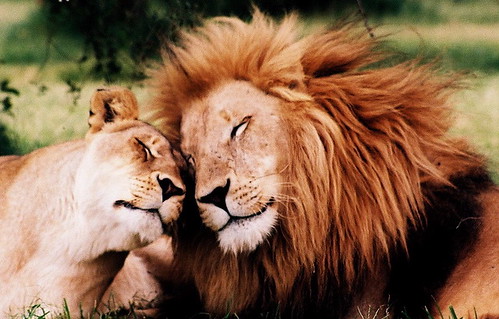 Lions in love!