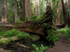 Ancient Redwood Forest