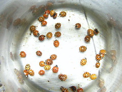 Asian Lady Beetles, Ladybugs & Moths 001