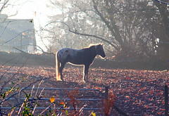 2011-12-04 misty horses 2011