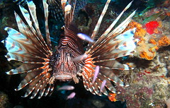 Cur 2012 - Lion Fish Close Up