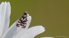 Diptera: Brachycera: Ulidiidae