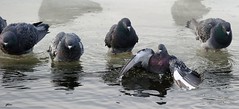 Pigeon Biset / Rock pigeon