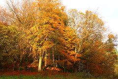 Chopwell Woods in the autumn