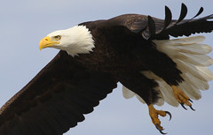 Osprey, Hawks, Kites, & Eagles
