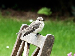 Gobe-mouche gris - Spotted Flycatcher