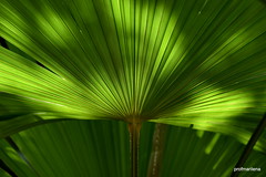 my natural palm garden