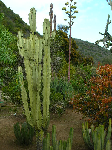 Cactus & Century Plant, Catalina Island by Si1very
