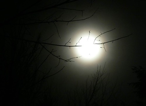 'full moon through trees' by Patty O'Hearn Kickham