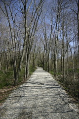 tree-lined path