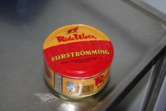 surströmming czyli słynny szwedzki śledź