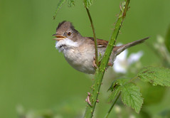 Blackcaps and Linnets and Whitethroats