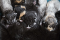Kittens_20150628_0016