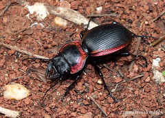 Ground Beetles (Carabidae) of Thailand