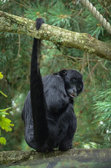 Colombian Spider monkey