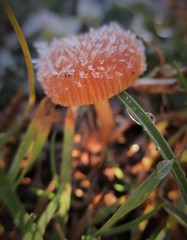 Fungi / Mushrooms
