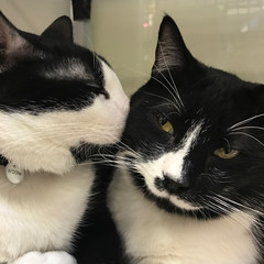 i saw these babies at a local pet store - theyre in love - The Caturday