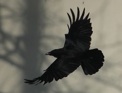 ~ Carrion Crow ~