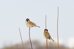 雀 - Sparrows -