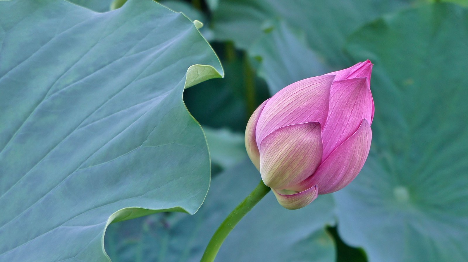 Lotus at Ueno Park