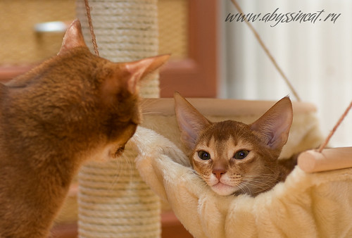 Abyssinian Lullaby... by Abysphere