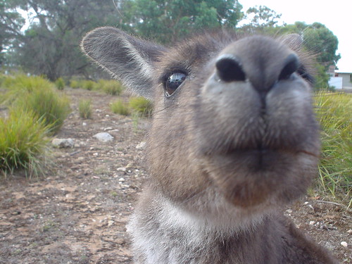 Sniffy 'roo