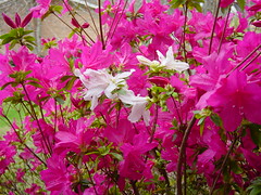 azaleas and rhododendrons