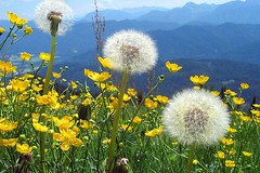 Flowers - German Wild Flowers