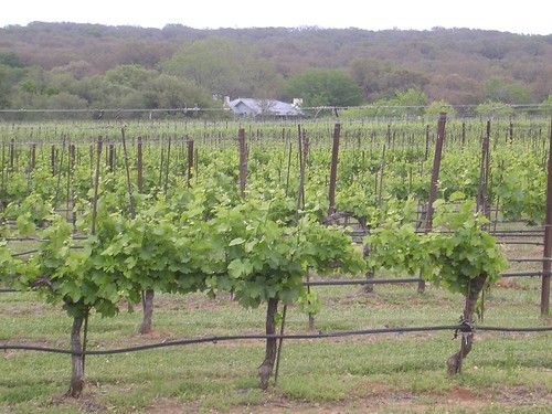 Texas Hills Vineyards