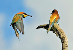 Abelharuco - Bee-eater - Merops apiaster
