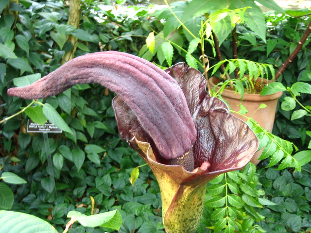 The Ugliest Flower in the World (Botanic Garden 17)