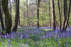 Hitch Wood in Spring