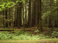 MacMillan (Cathedral Grove) Forest