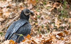 black vulture (corgyps atratus)