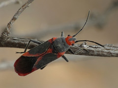 Other Lygaeoidea - Lygaeidae, Heterogastridae, Artheneidae, Blissidae, Oxycarenidae