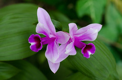 Orquídeas de Chiriquí