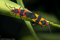 Hemiptera 