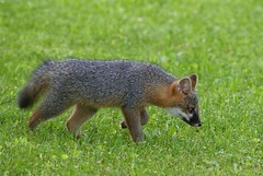 Grey Fox (Tree Fox)