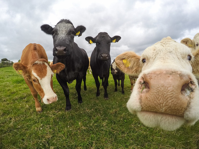 cow, funny, gopro, sunny