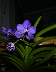 orchid hybrids i've bloomed #8 (full)