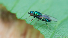 Diptera: Brachycera: Stratiomyidae