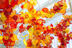 Chihuly - Gardens & Glass Exhibition