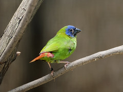 Finch : Parrotfinch 03
