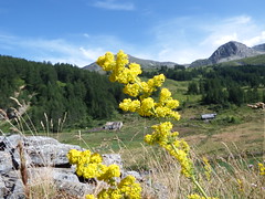 Val d'Aosta Luglio 2015