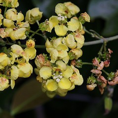 MALPIGHIACEAE - Banisteriopsis sellowiana