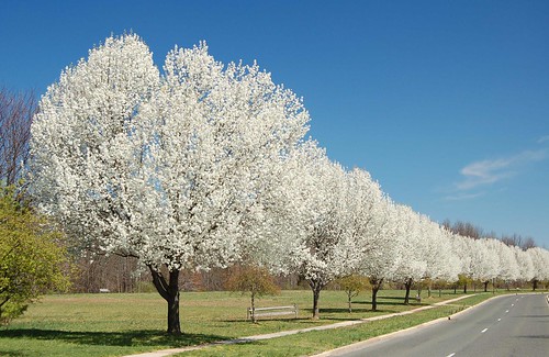 many, many gorgeous flowering trees by Steve from NJ