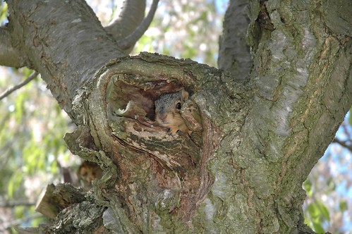 Baby Squirrel in Tree