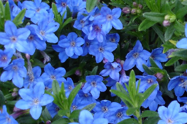 lithodora grace ward diffusa blue heavenly zone plants sun 8a ground cover buy flowers flower