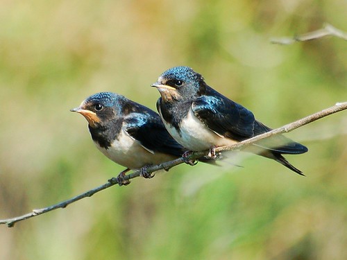 Andorinhas juvenis /  Barn Swallow juveniles